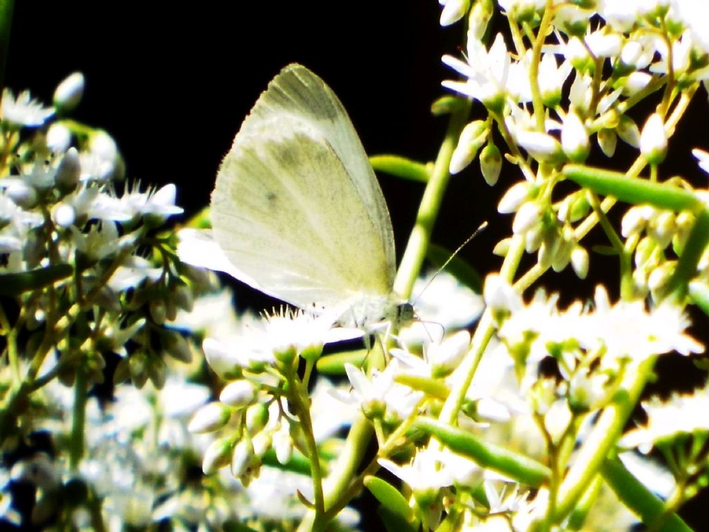 Quale Pieris ?  Pieris rapae, femmina