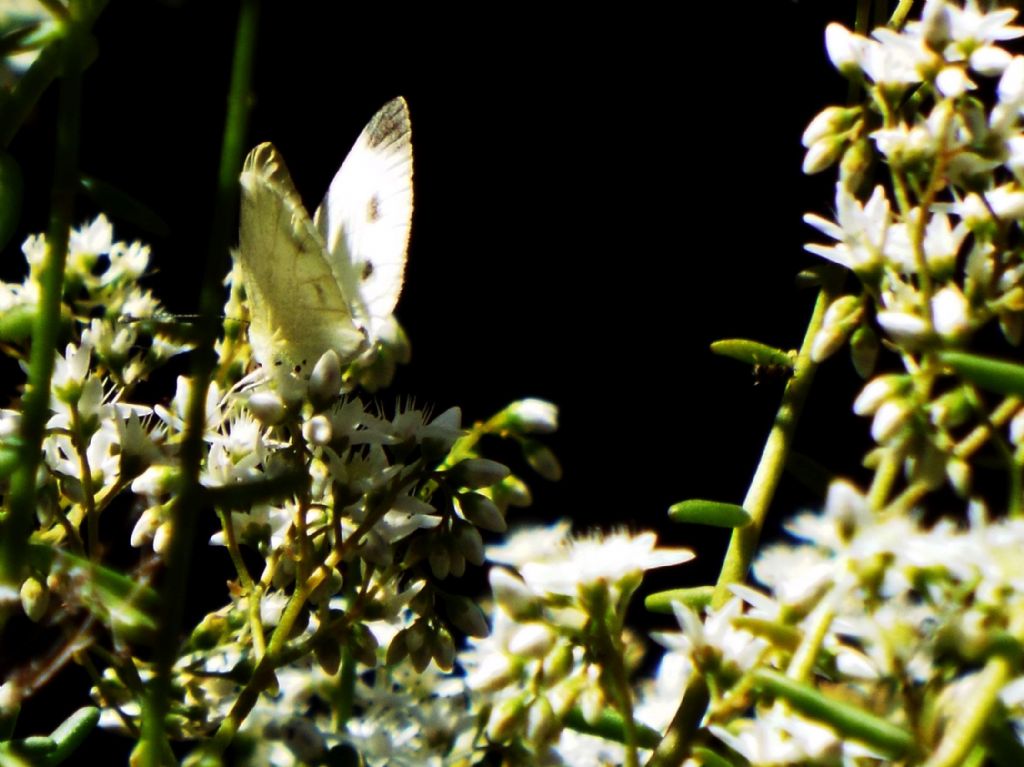 Quale Pieris ?  Pieris rapae, femmina