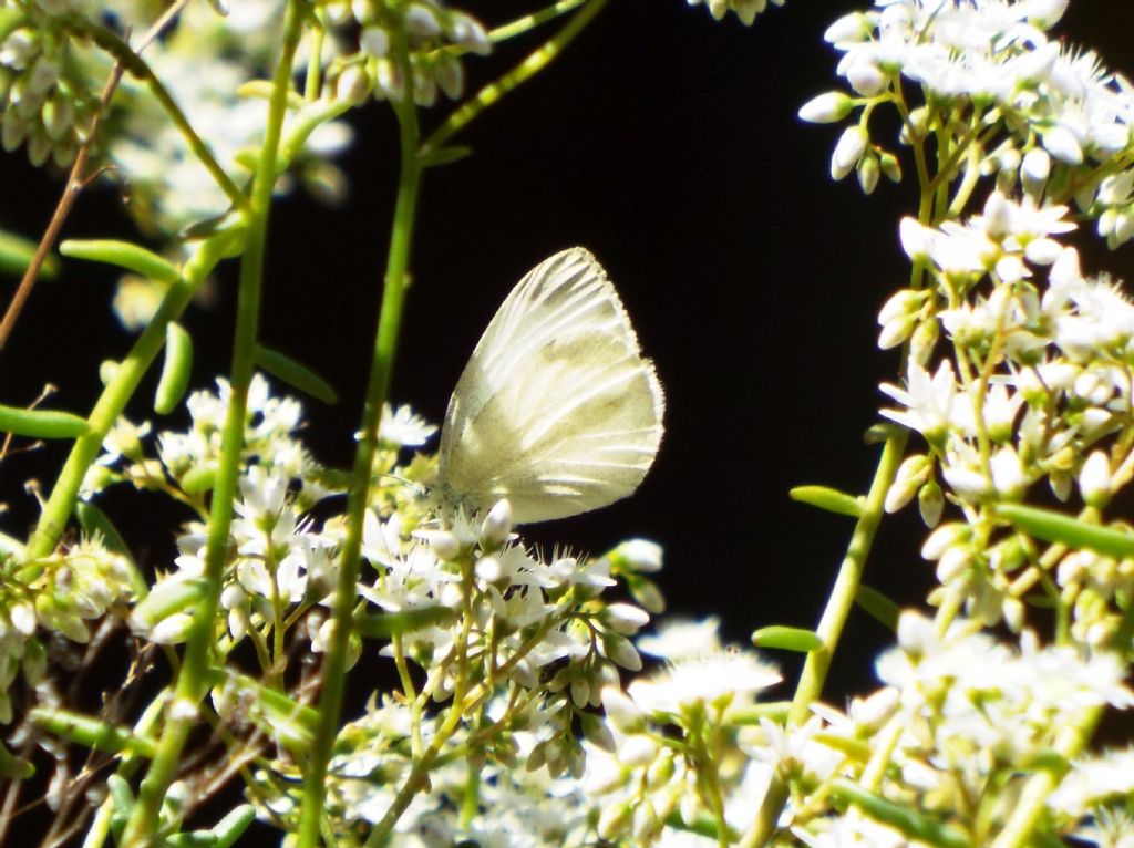 Quale Pieris ?  Pieris rapae, femmina