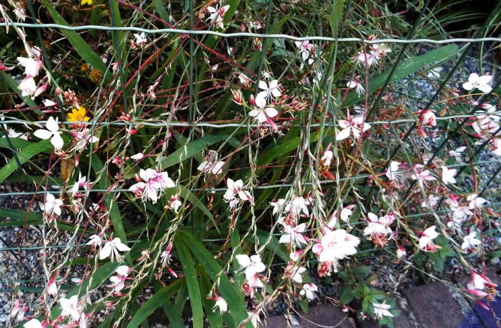 cultivar di Gaura (= Oenothera) lindheimeri (Onagraceae)