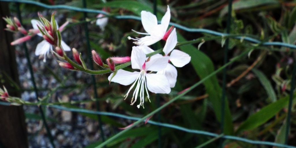 cultivar di Gaura (= Oenothera) lindheimeri (Onagraceae)