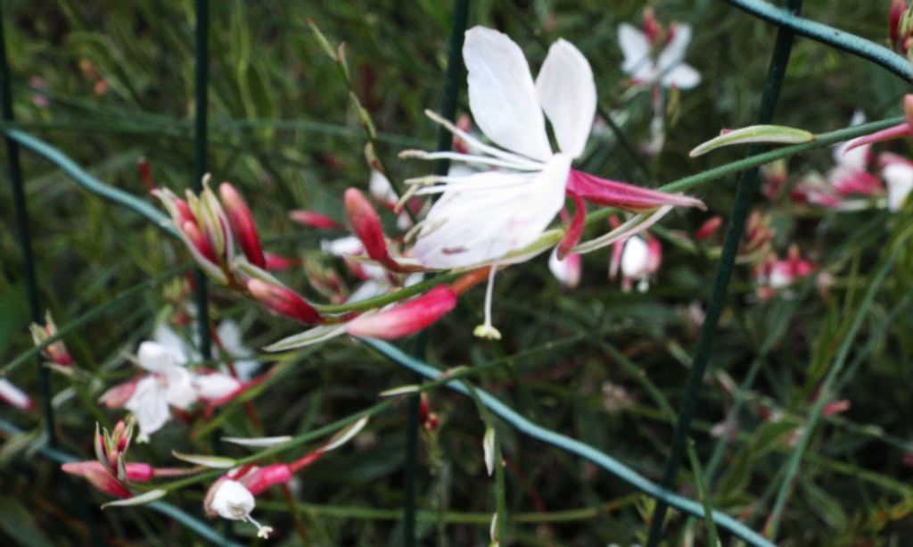 cultivar di Gaura (= Oenothera) lindheimeri (Onagraceae)