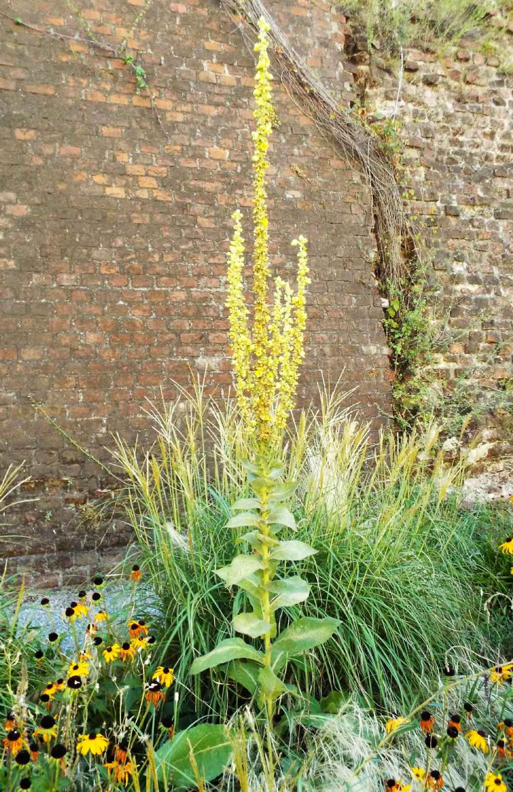 Verbascum cfr. densiflorum