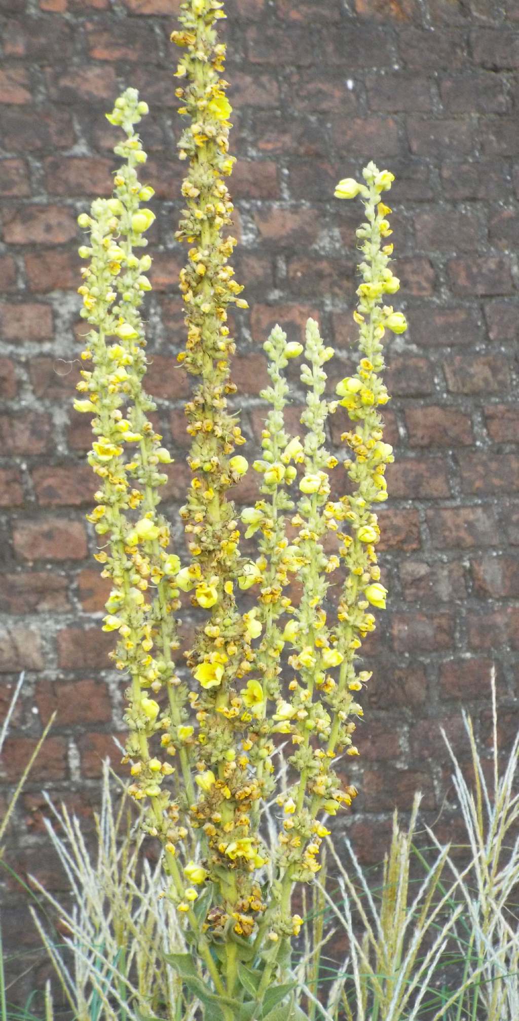 Verbascum cfr. densiflorum