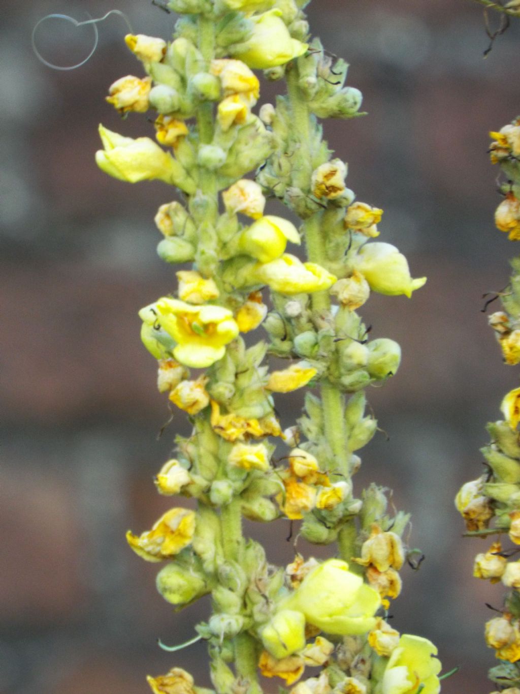 Verbascum cfr. densiflorum