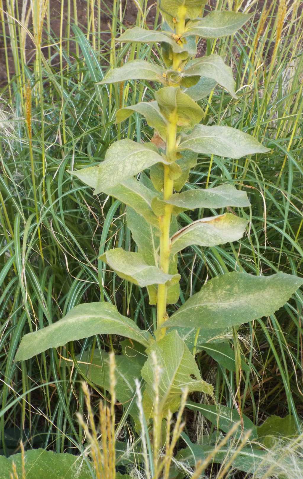 Verbascum cfr. densiflorum