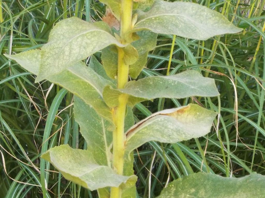 Verbascum cfr. densiflorum