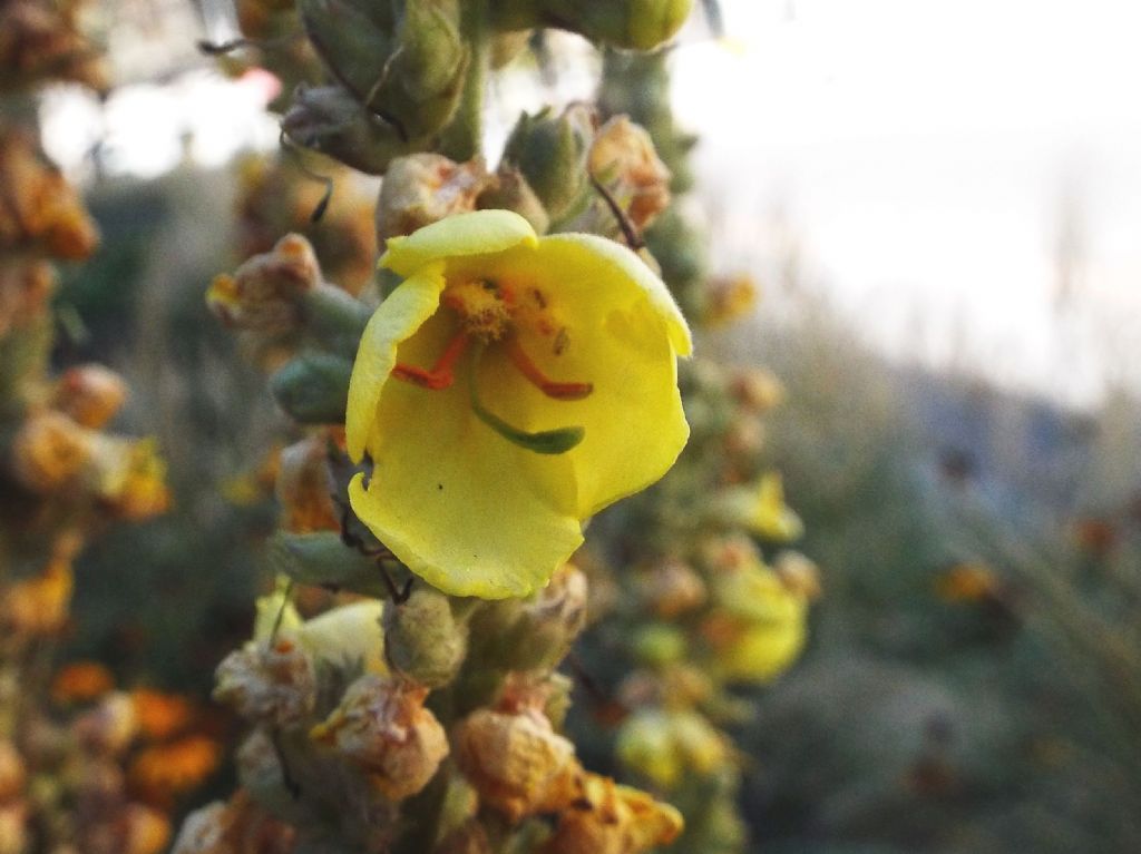 Verbascum cfr. densiflorum