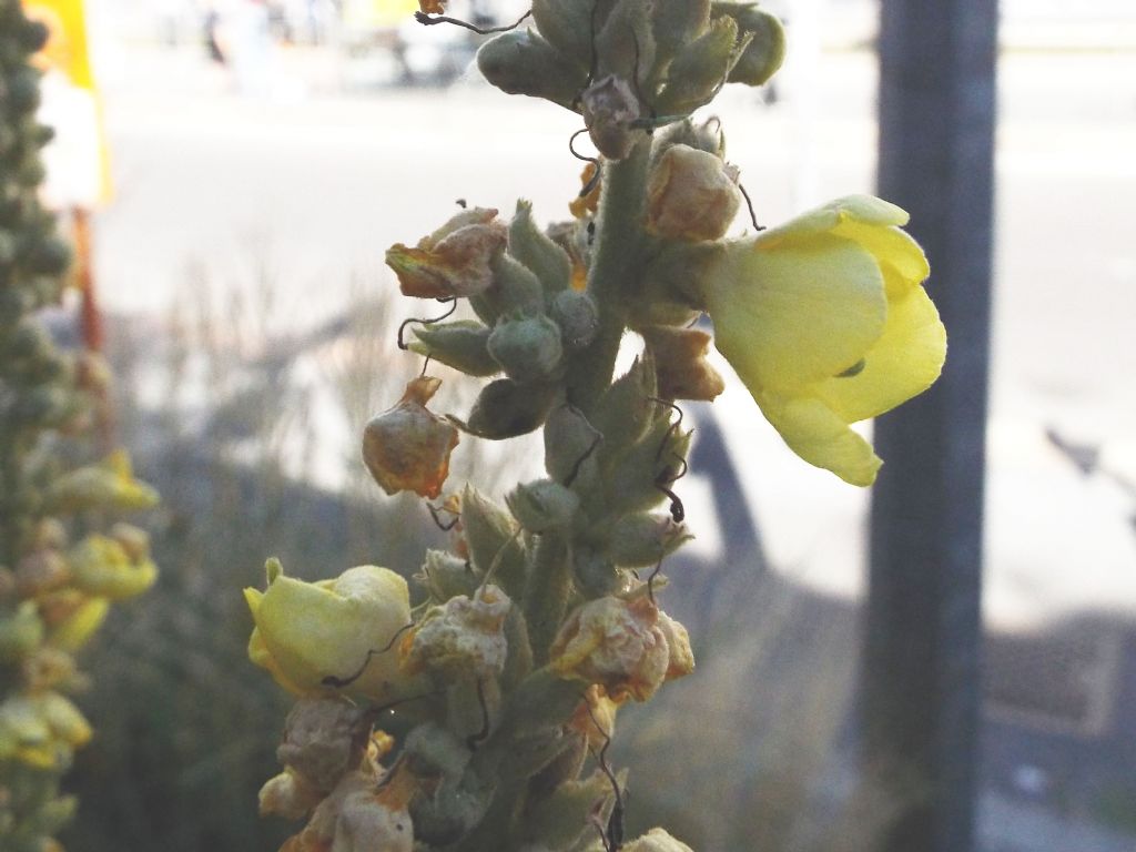 Verbascum cfr. densiflorum