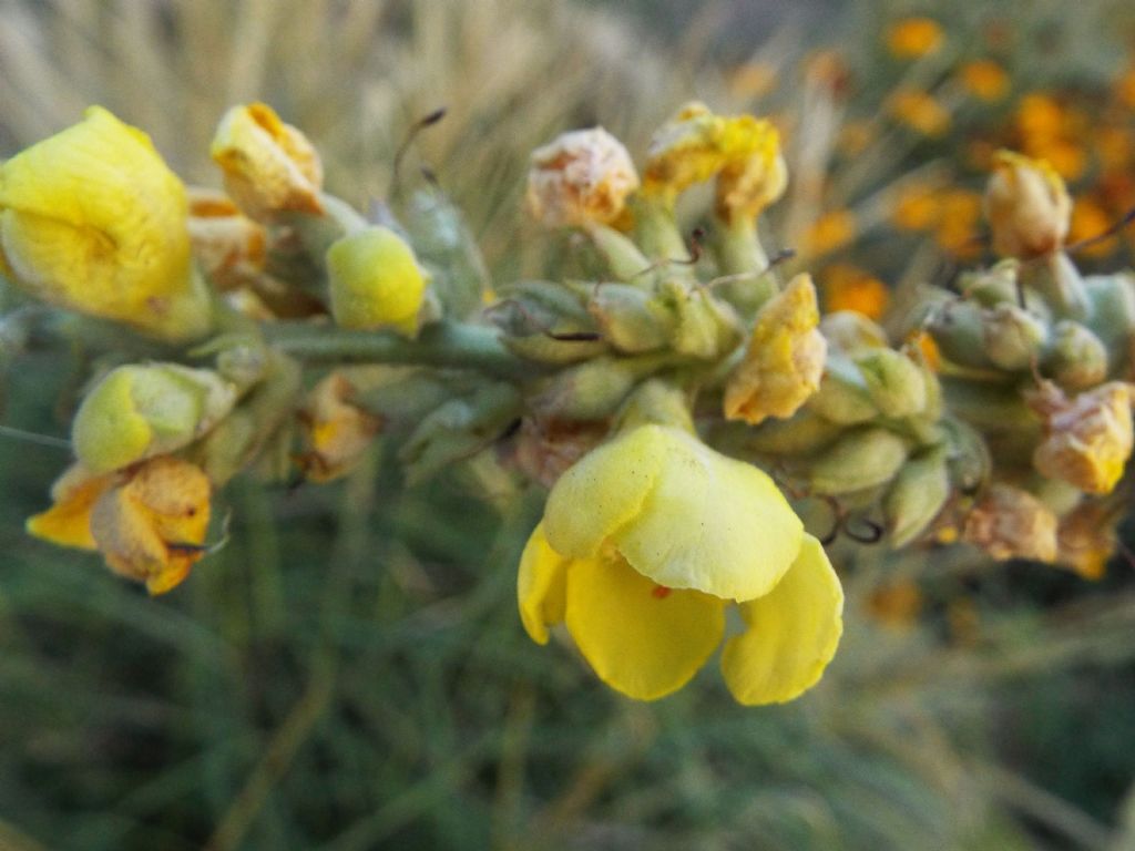 Verbascum cfr. densiflorum