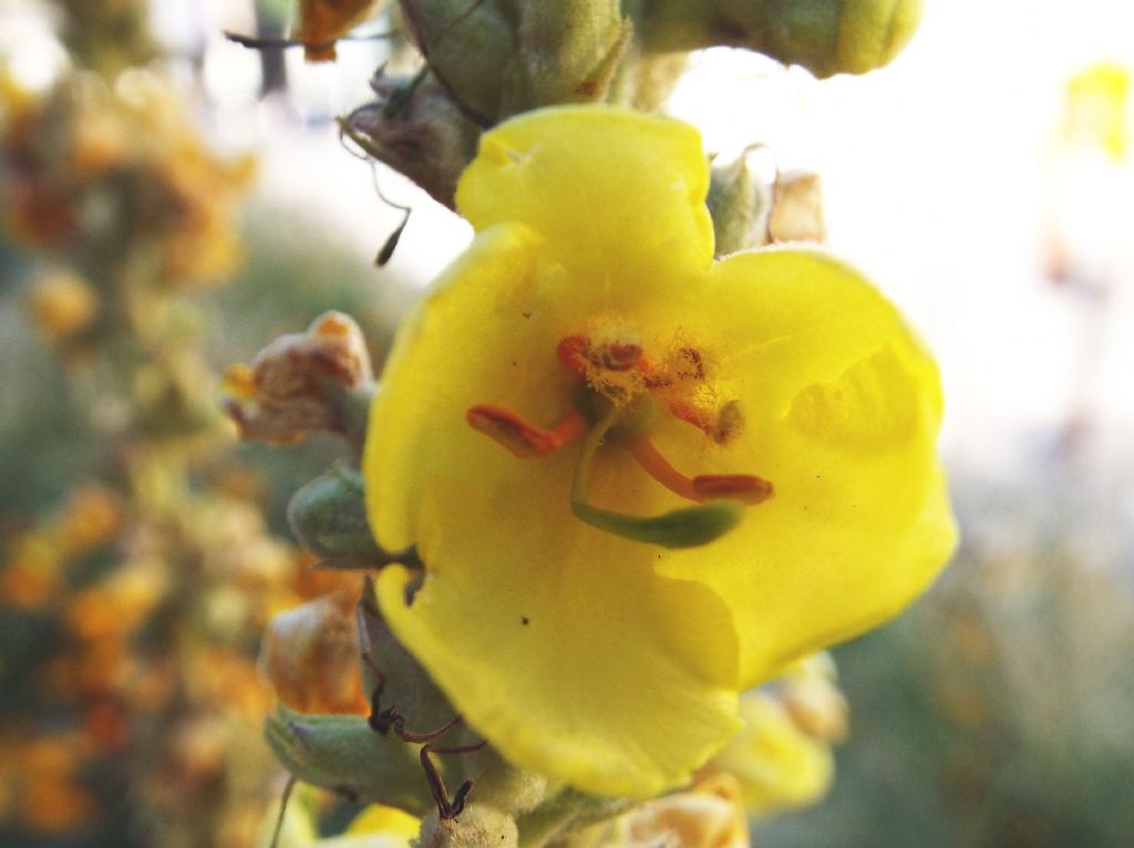 Verbascum cfr. densiflorum