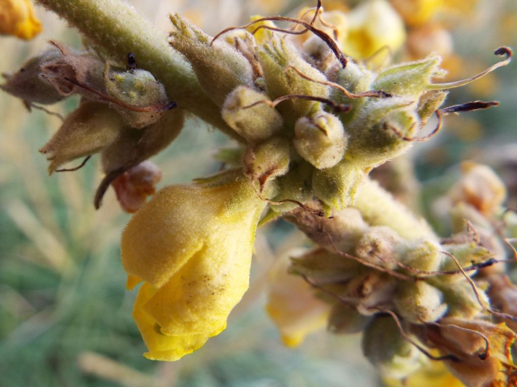 Verbascum cfr. densiflorum