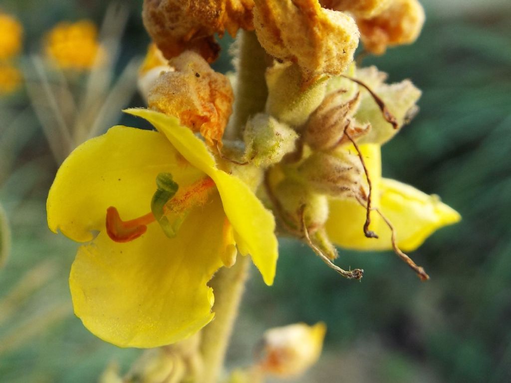 Verbascum cfr. densiflorum