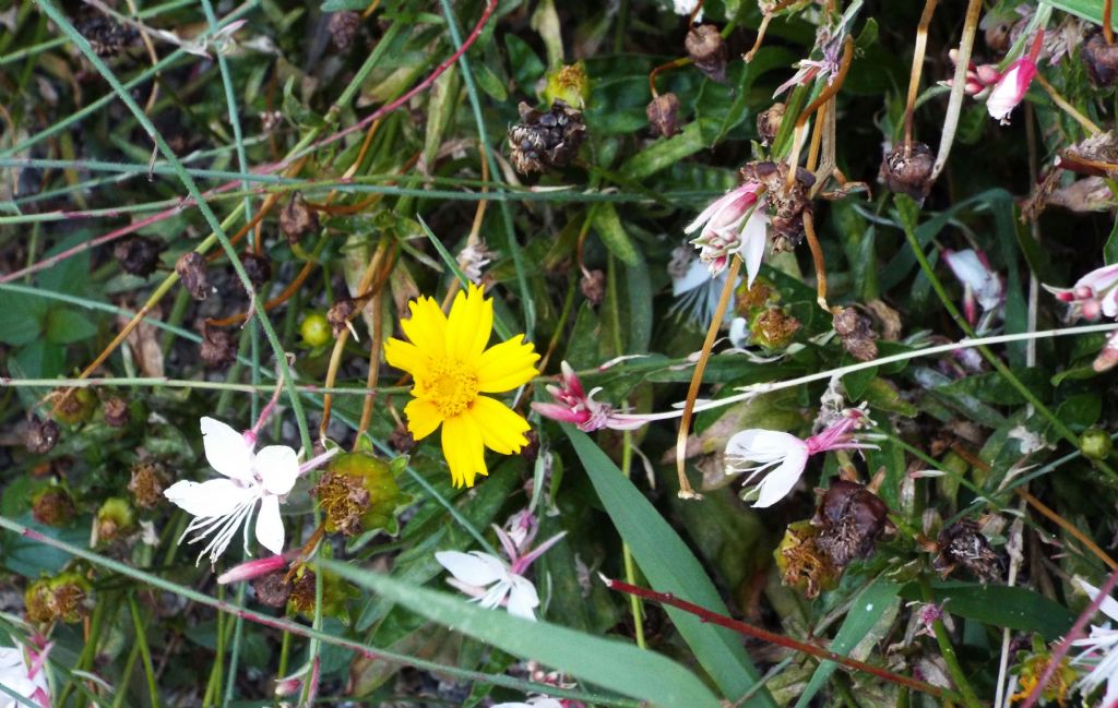 Coreopsis sp.  (Asteraceae)