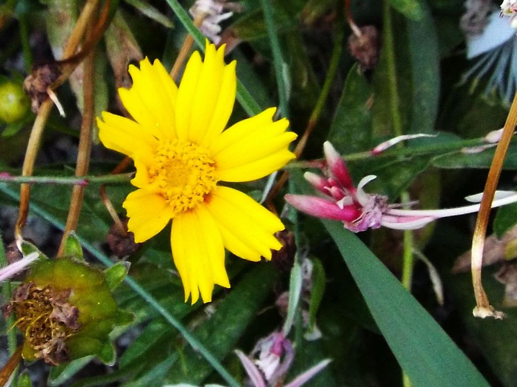 Coreopsis sp.  (Asteraceae)