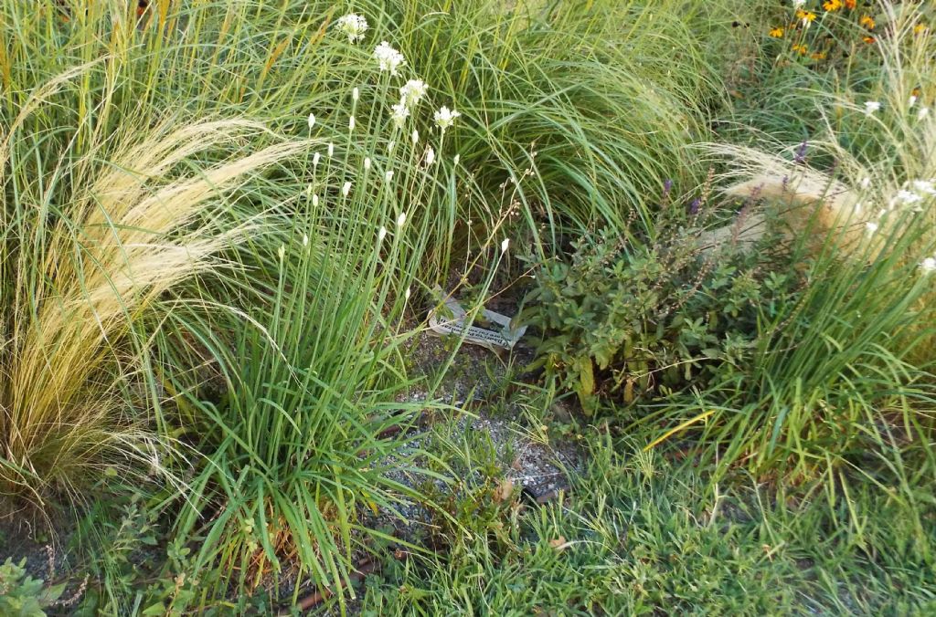 Allium tuberosum (Asparagaceae)