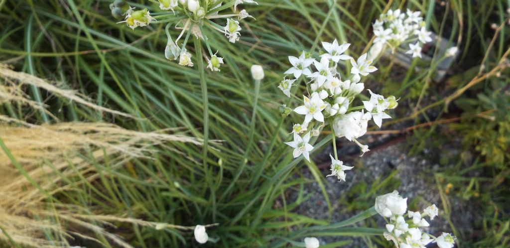 Allium tuberosum (Asparagaceae)