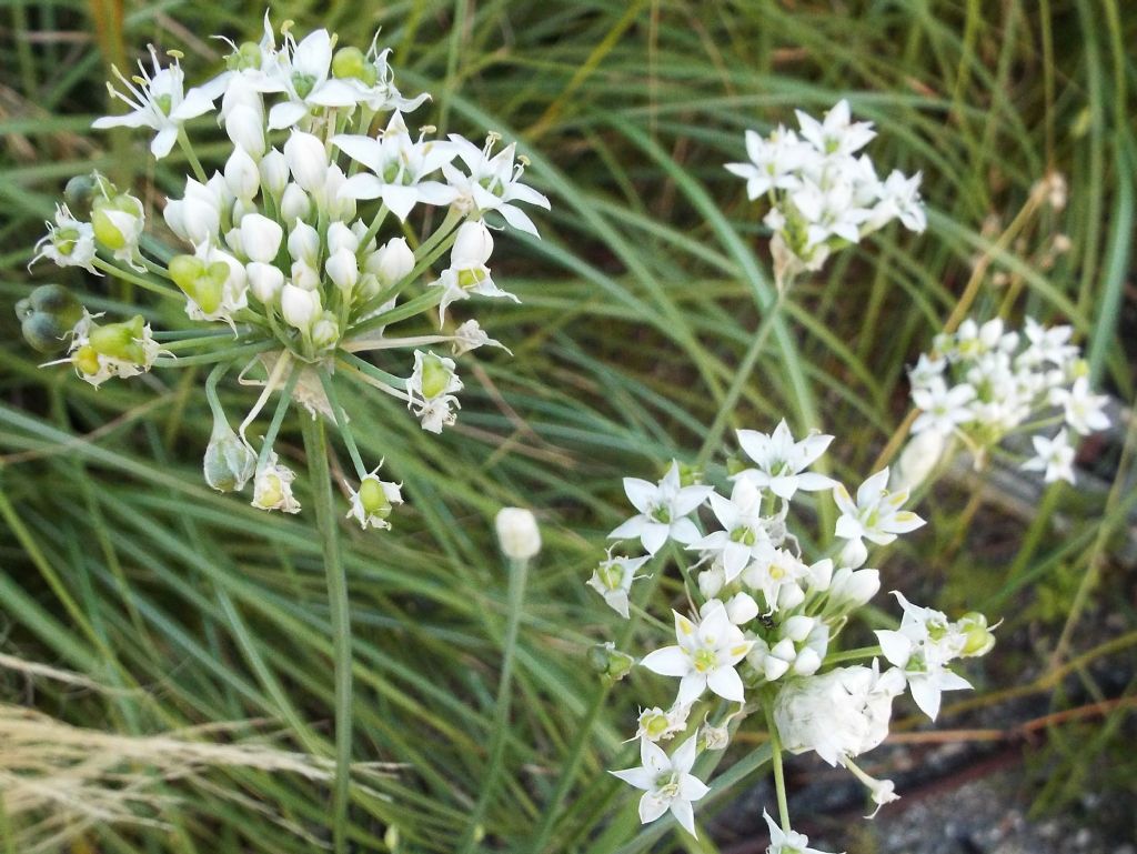 Allium tuberosum (Asparagaceae)