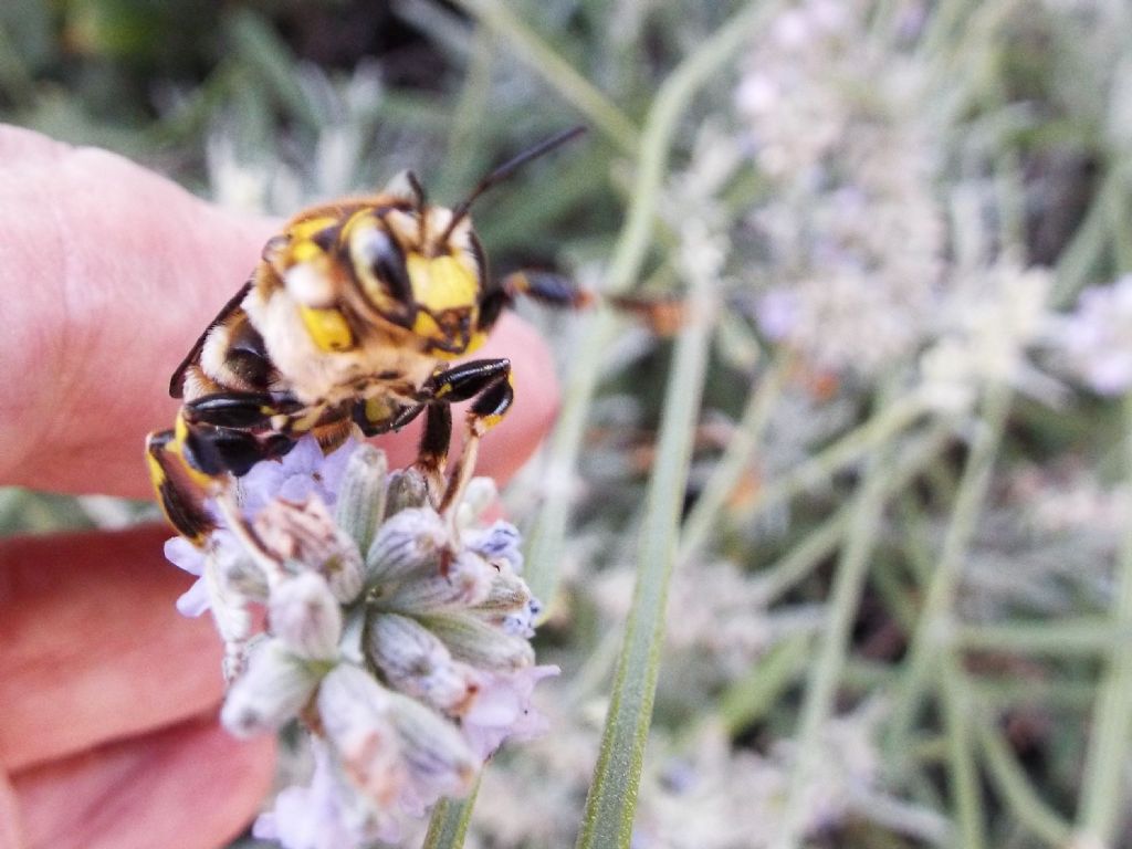 Apidae Megachilinae: cfr. Anthidium sp.