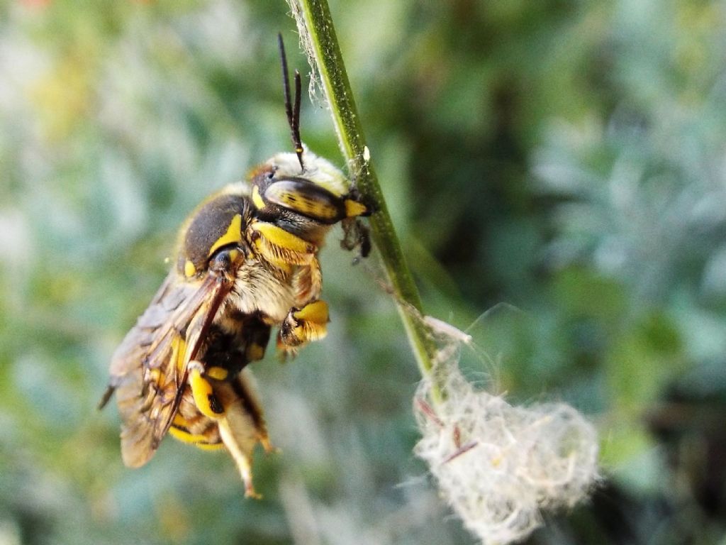 Apidae Megachilinae: cfr. Anthidium sp.