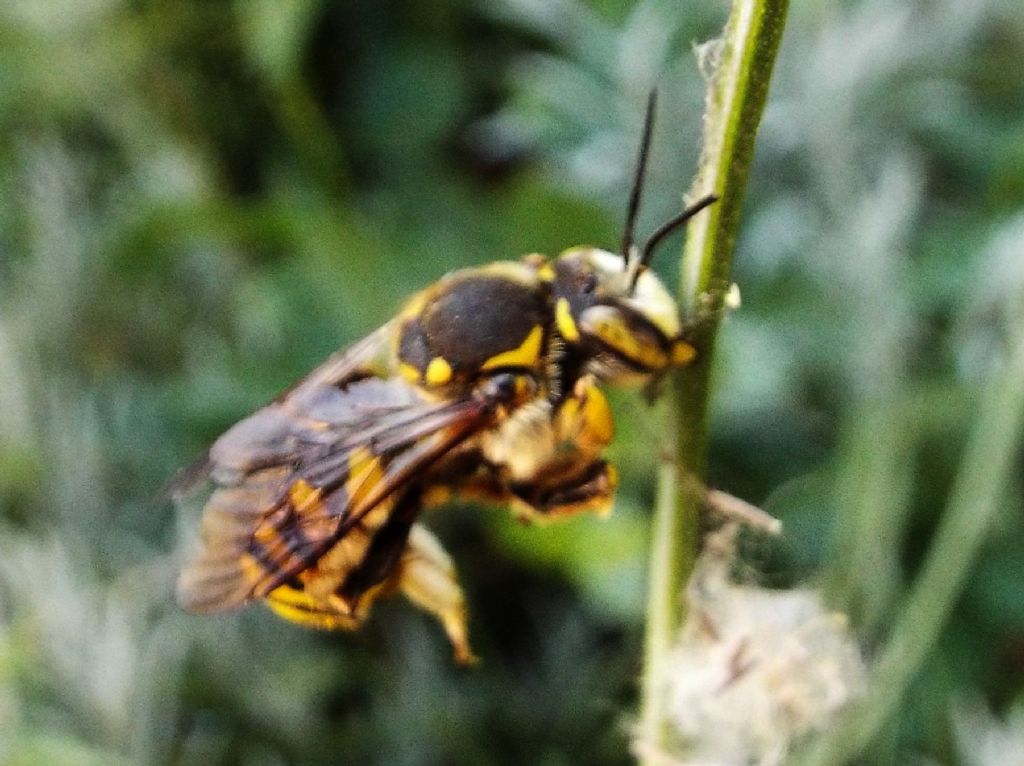 Apidae Megachilinae: cfr. Anthidium sp.