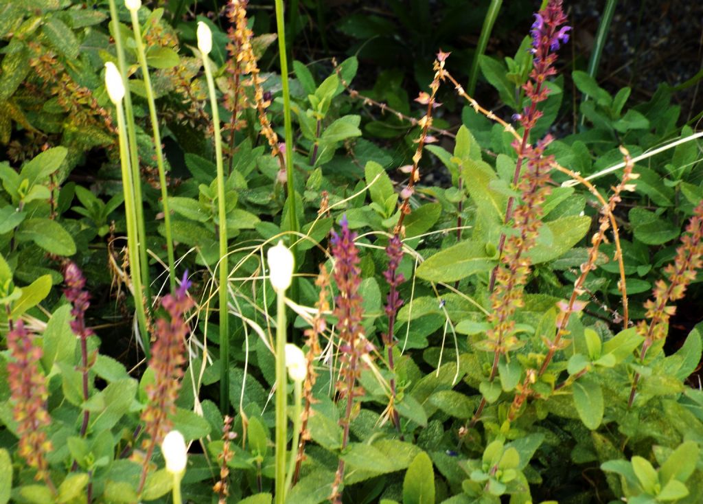 ibrido cultivar di Salvia sp.