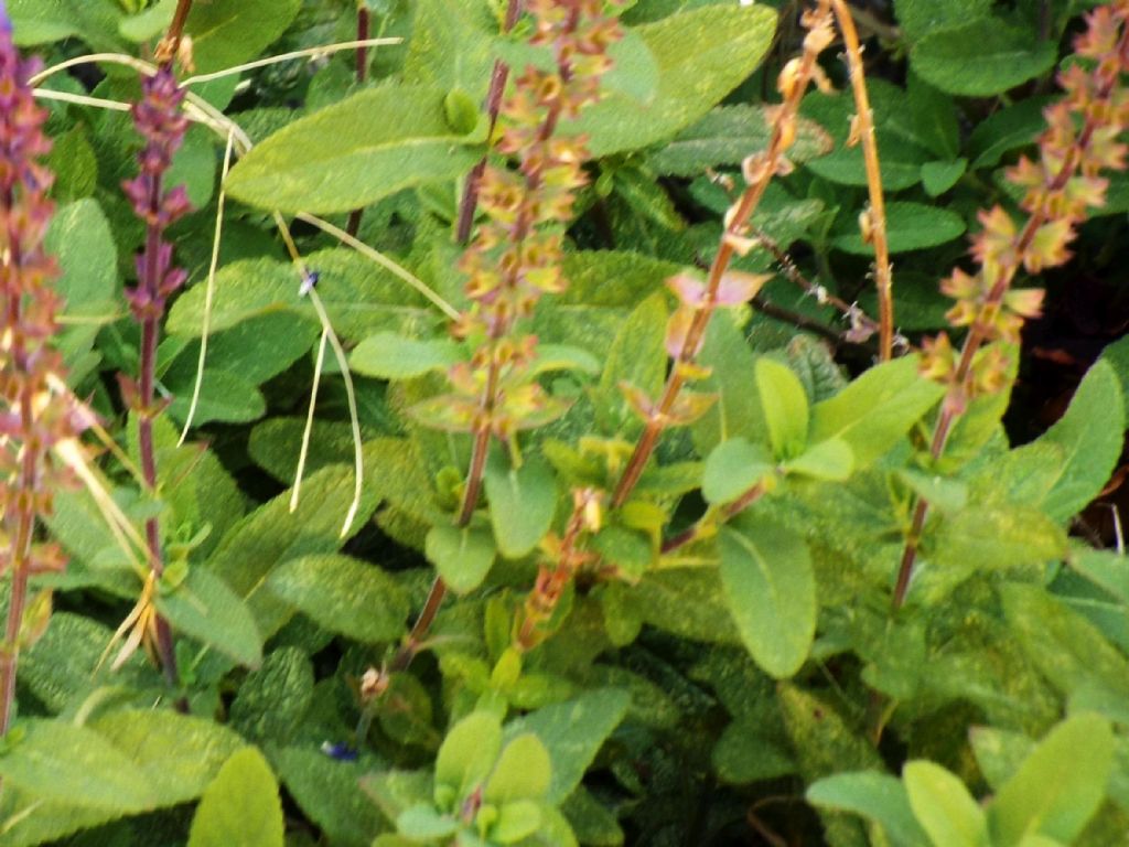 ibrido cultivar di Salvia sp.