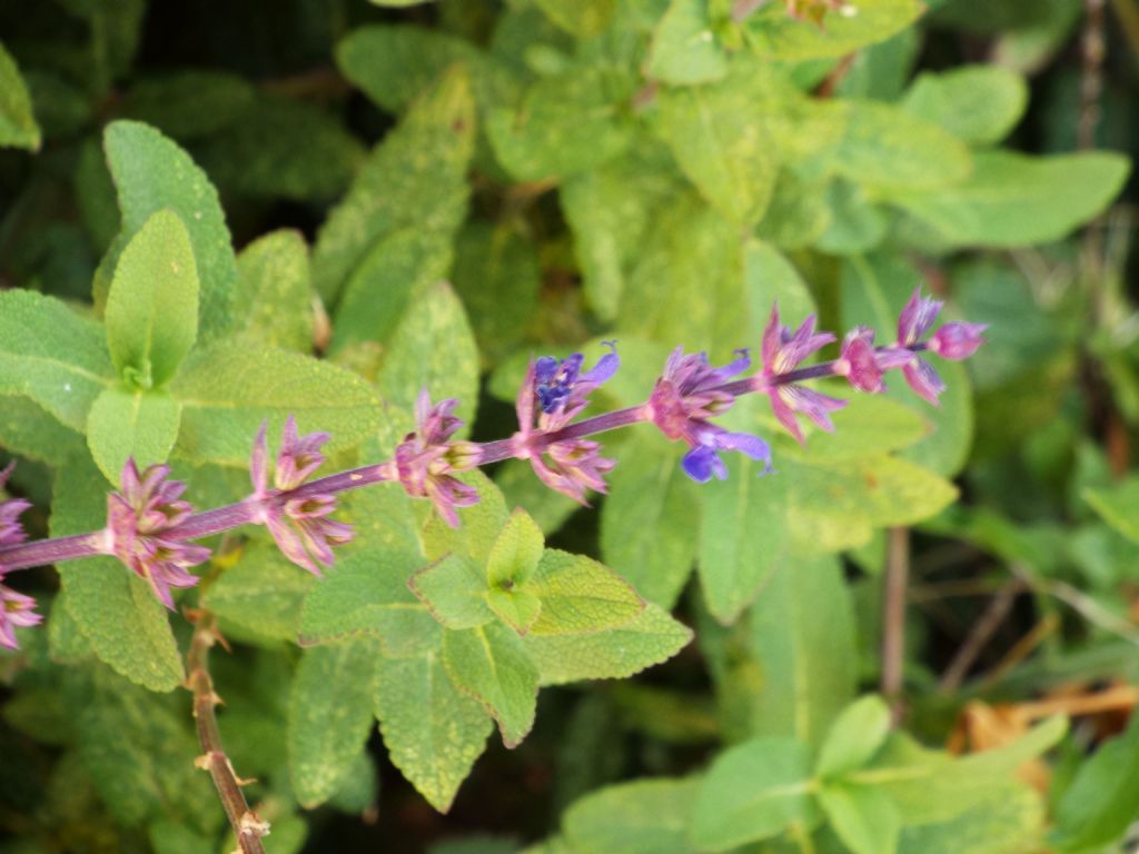 ibrido cultivar di Salvia sp.