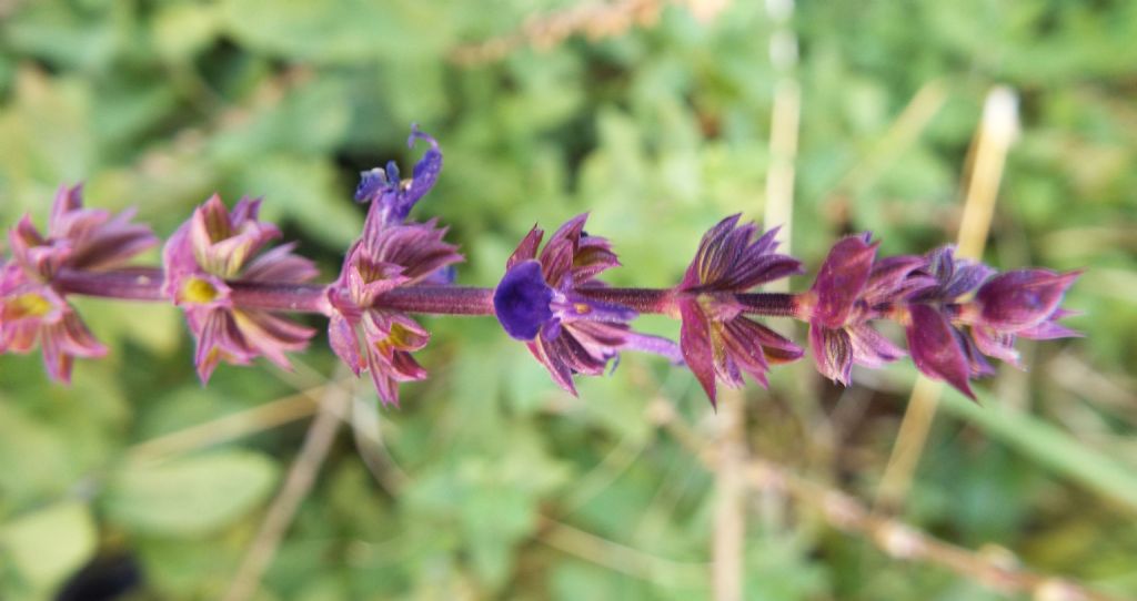 ibrido cultivar di Salvia sp.