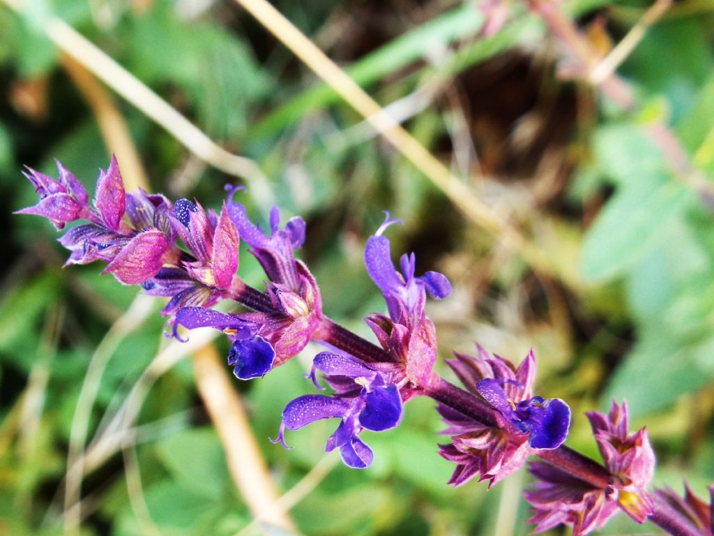 ibrido cultivar di Salvia sp.