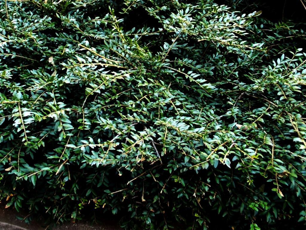 Lonicera ligustrina var. yunnanensis (Caprifoliaceae)