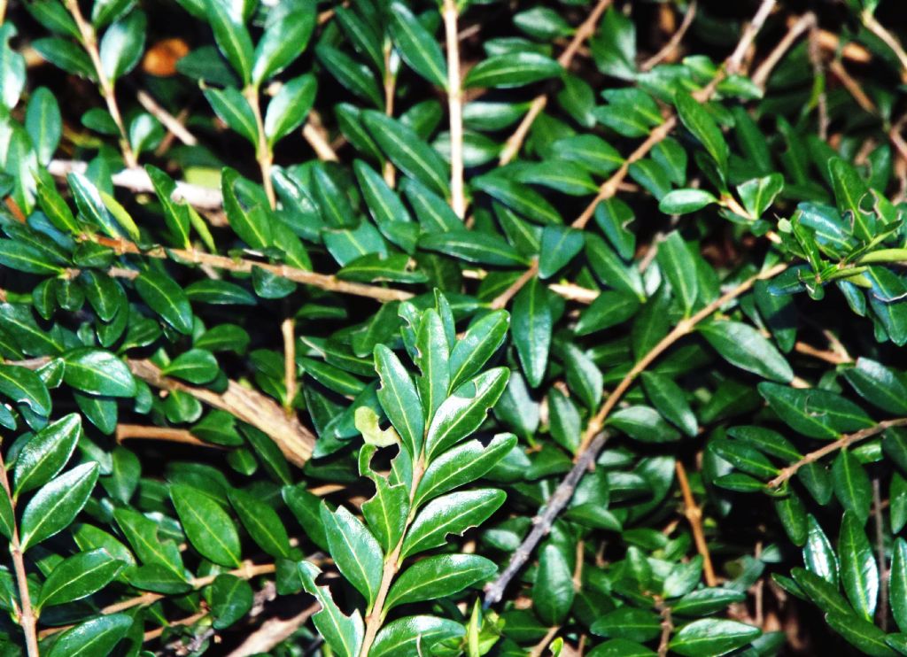 Lonicera ligustrina var. yunnanensis (Caprifoliaceae)