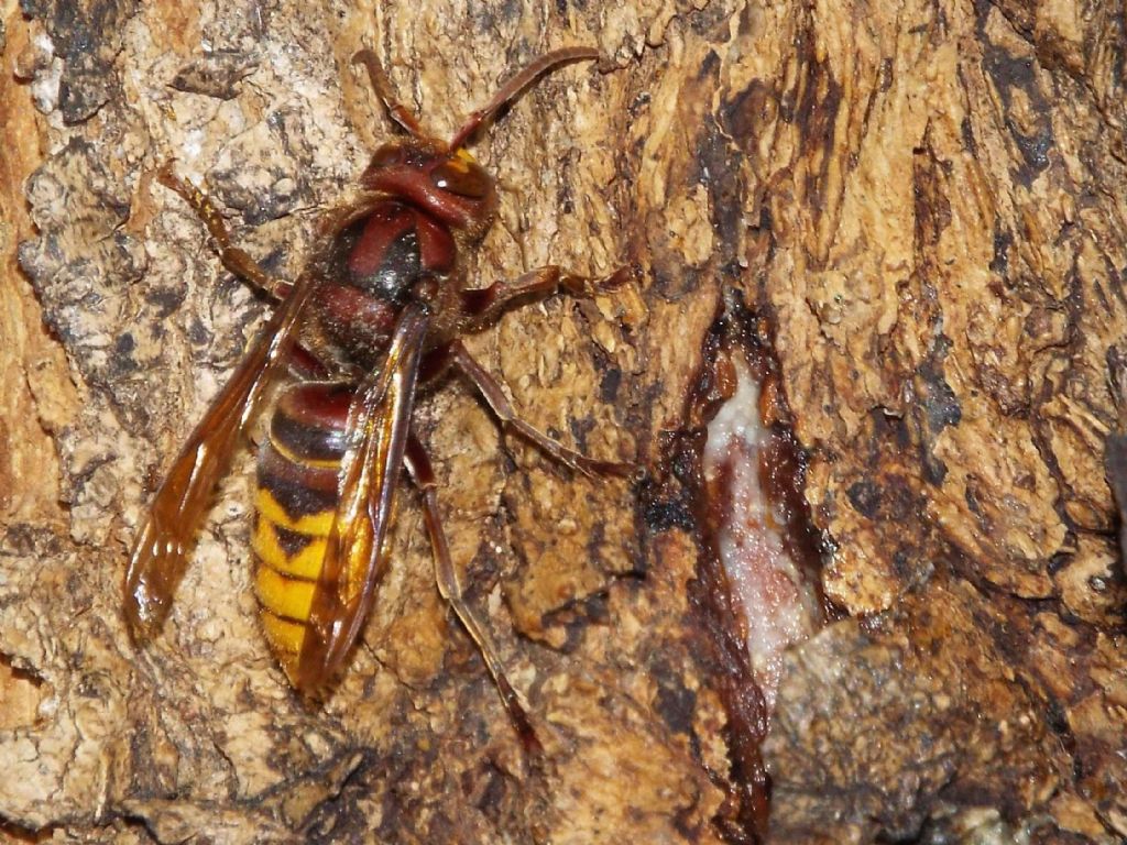 Che golosi questi calabroni  (Vespa crabro) !