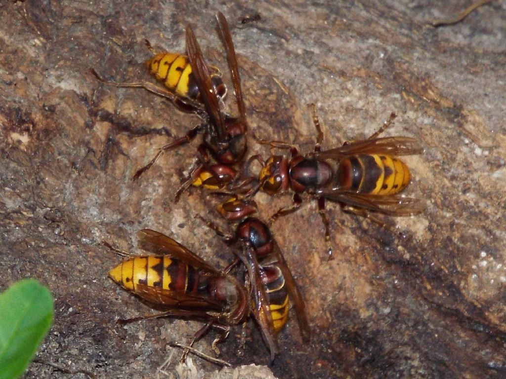 Che golosi questi calabroni  (Vespa crabro) !