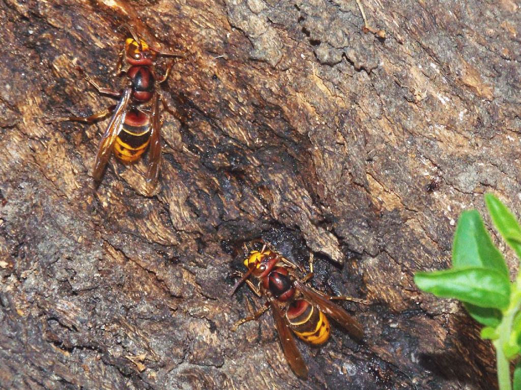 Che golosi questi calabroni  (Vespa crabro) !