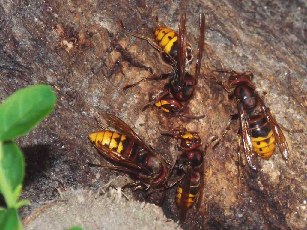 Che golosi questi calabroni  (Vespa crabro) !