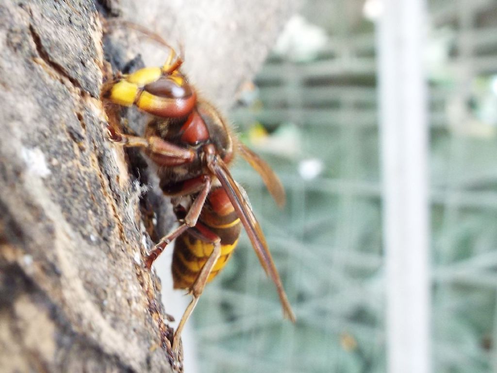 Che golosi questi calabroni  (Vespa crabro) !