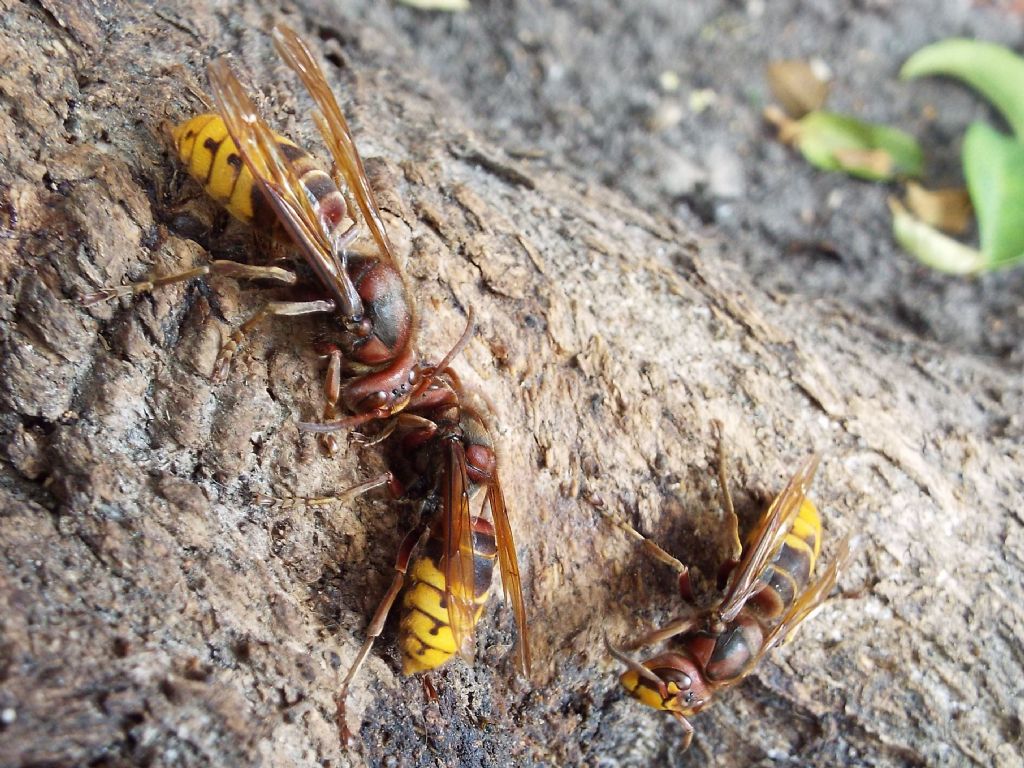 Che golosi questi calabroni  (Vespa crabro) !