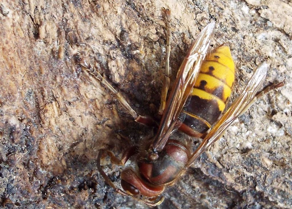 Che golosi questi calabroni  (Vespa crabro) !