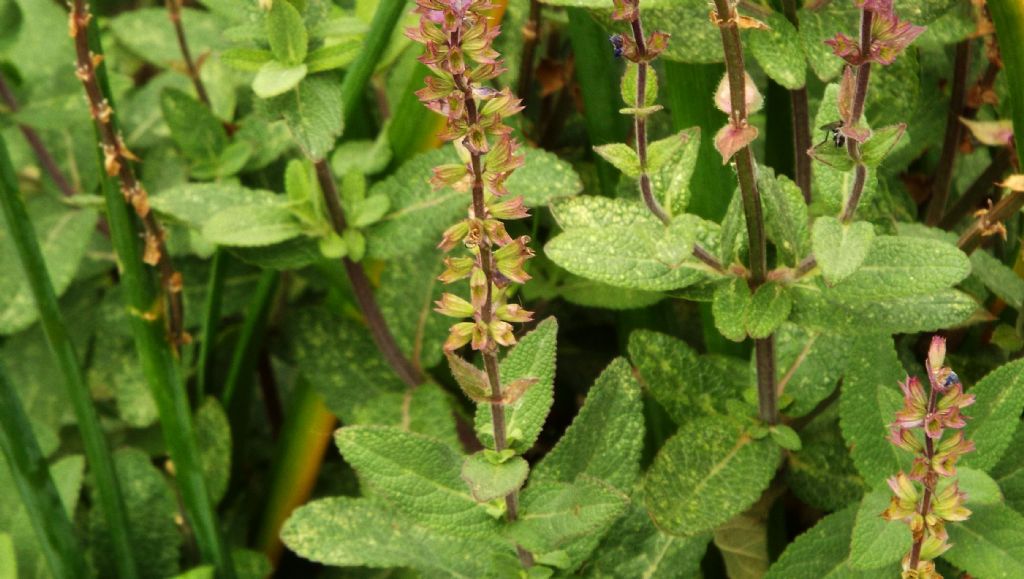 ibrido cultivar di Salvia sp.