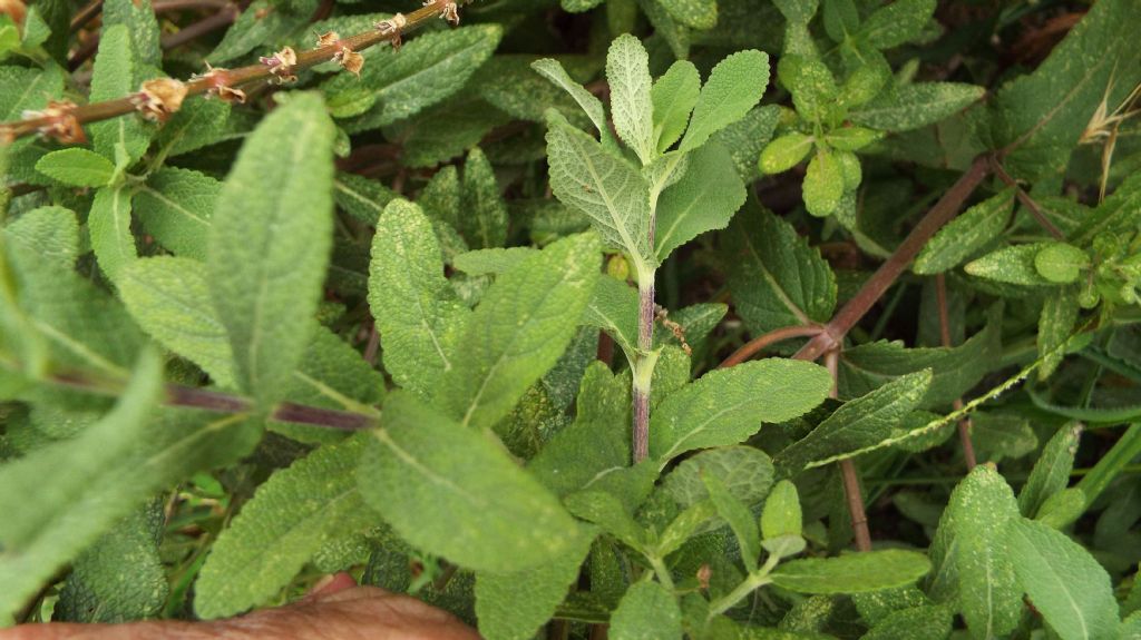 ibrido cultivar di Salvia sp.