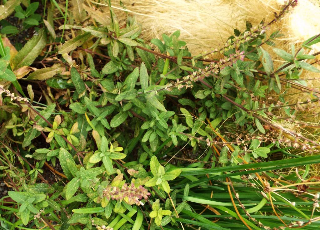 ibrido cultivar di Salvia sp.