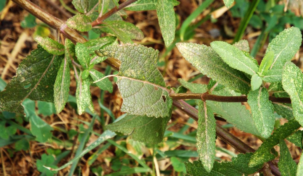 ibrido cultivar di Salvia sp.