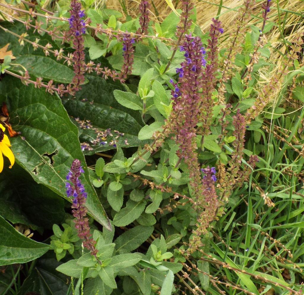 ibrido cultivar di Salvia sp.