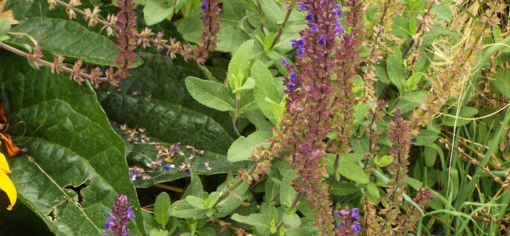 ibrido cultivar di Salvia sp.