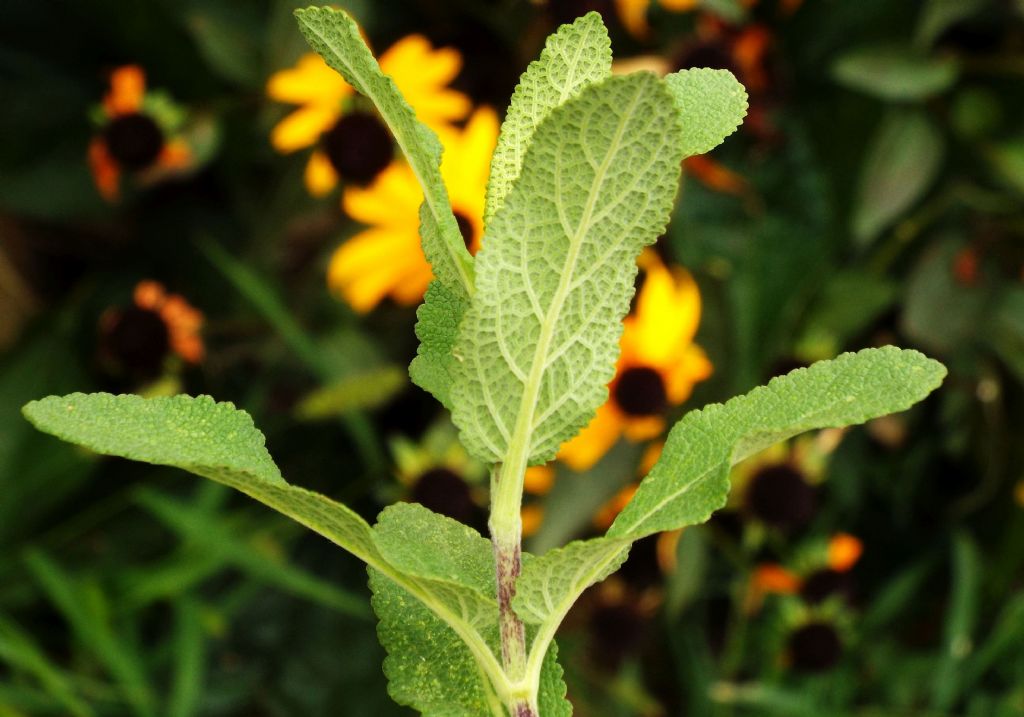 ibrido cultivar di Salvia sp.