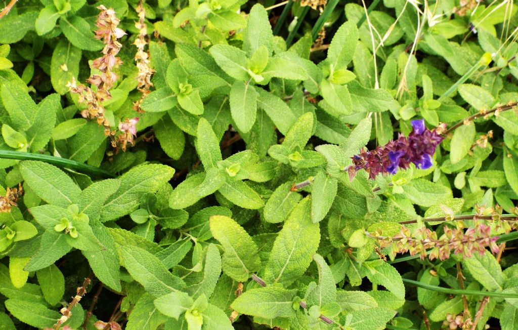 ibrido cultivar di Salvia sp.