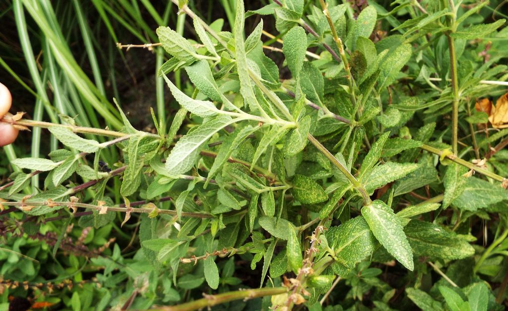 ibrido cultivar di Salvia sp.