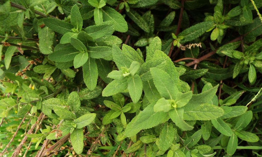 ibrido cultivar di Salvia sp.