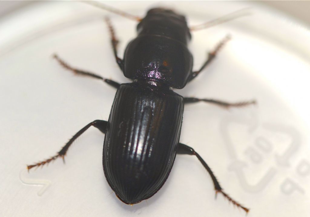 Carabina da id.: No, Harpalinae, Acinopus picipes